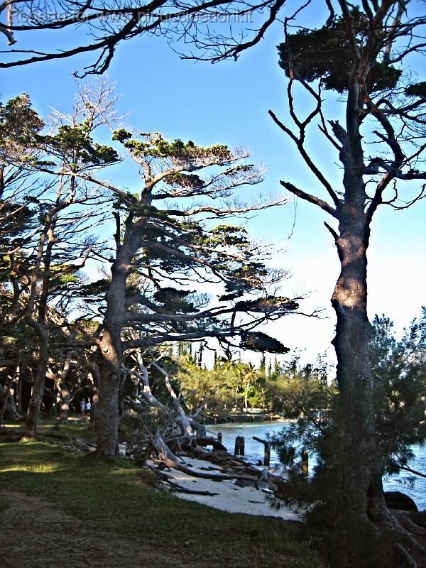18- alberi attorno a Kanumera.JPG